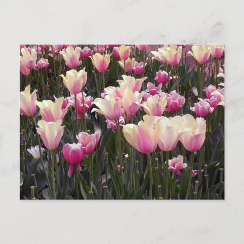 Field of Tulips Announcement Postcard