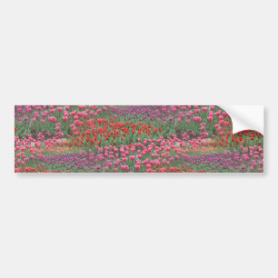 Field Of Tulips Bumper Sticker