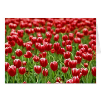 Field of Tulips Cards