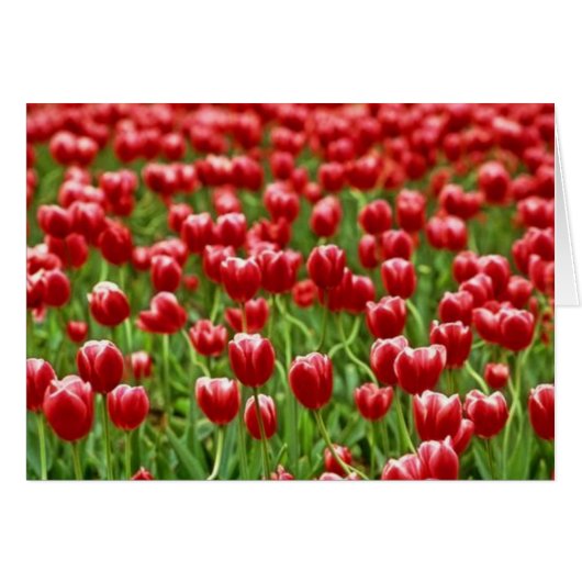 Field of Tulips Cards (Front Horizontal)