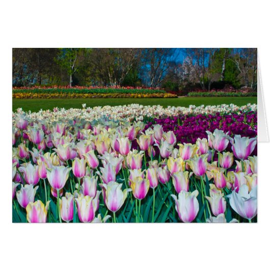 Field of Tulips Cards (Front Horizontal)