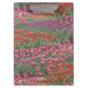 Field Of Tulips Clipboard