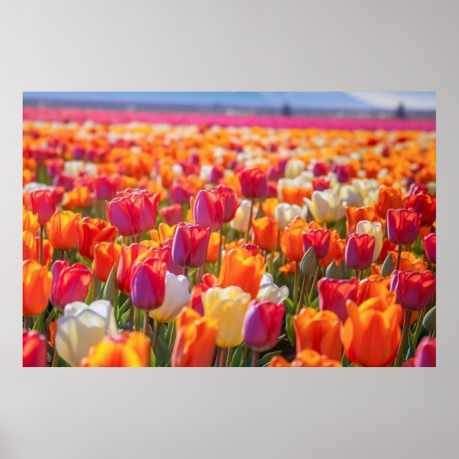 Field of Tulips in Full Bloom Poster (Front)