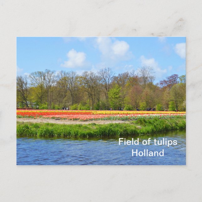 Field of tulips in Holland Postcard (Front)
