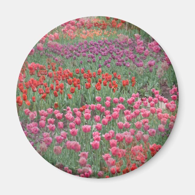 Field Of Tulips Magnet (Front)