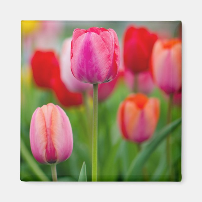 Field of tulips magnet (Front)