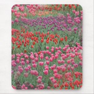 Field Of Tulips Mouse Pad