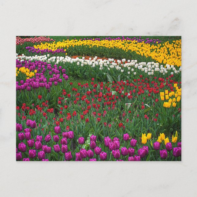 Field of Tulips Postcard (Front)