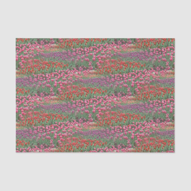 Field Of Tulips Tissue Paper (Front)