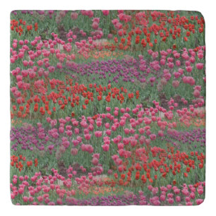 Field Of Tulips Trivet