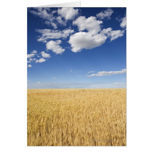 Field of wheat (Front)