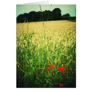 Field of wheat - Germany Cards
