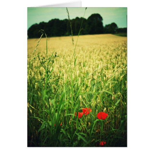 Field of wheat - Germany Cards (Front)
