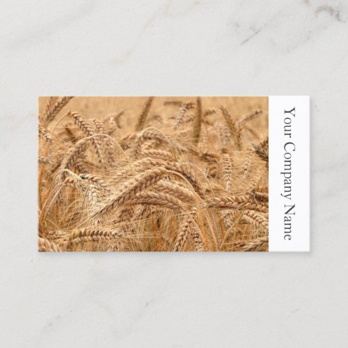 Field of Wheat Photograph _ Business Card