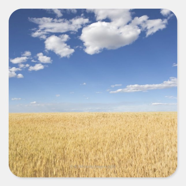 Field of wheat square sticker (Front)
