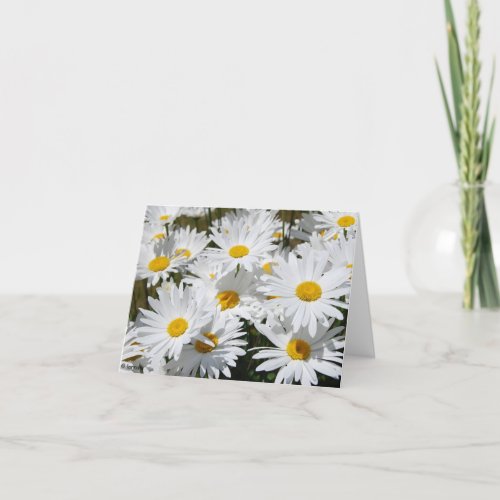 Field of White Daisies Card