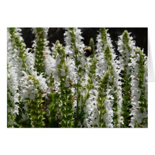 Field of White Lavender Flowers Cards (Front Horizontal)
