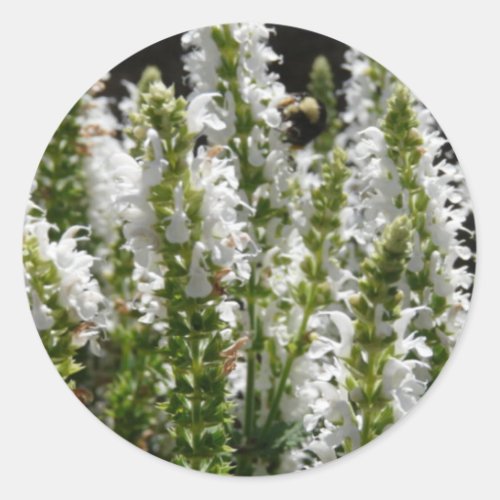 Field of White Lavender Flowers in Field Classic Round Sticker