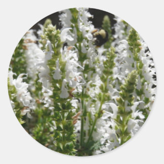 Field of White Lavender Flowers in Field Classic Round Sticker