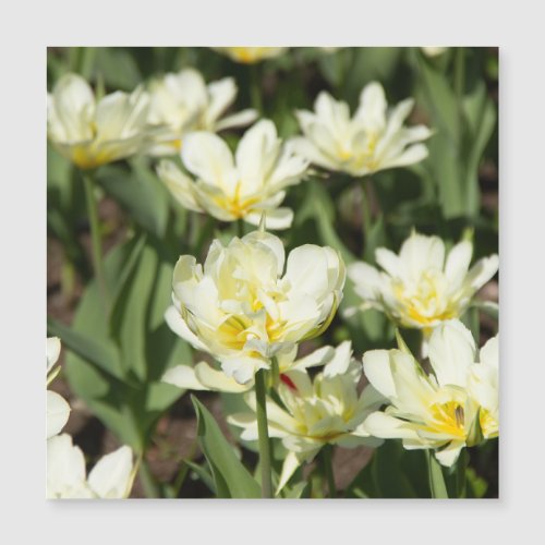 Field of white tulips Photo