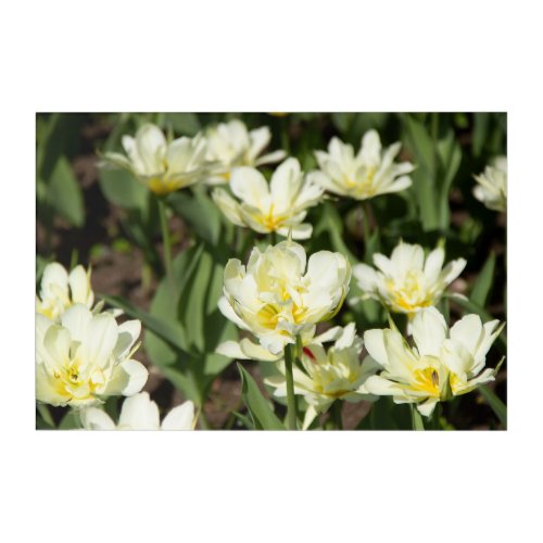 Field of white tulips Photo Acrylic Print