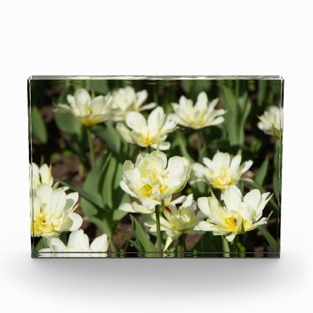 Field of white tulips Photo Block (Front)
