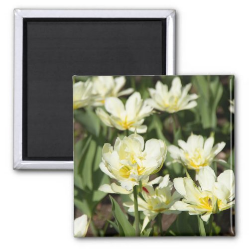 Field of white tulips Photo Magnet