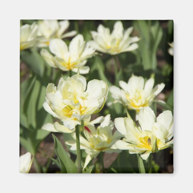 Field of white tulips Photo Magnet (Front)