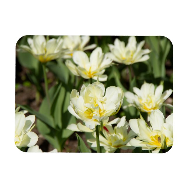 Field of white tulips Photo Magnet (Horizontal)