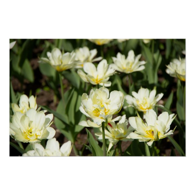 Field of white tulips Photo Poster (Front)