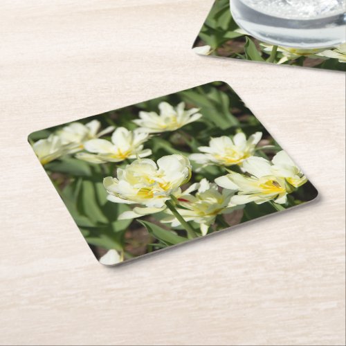 Field of white tulips Photo Square Paper Coaster