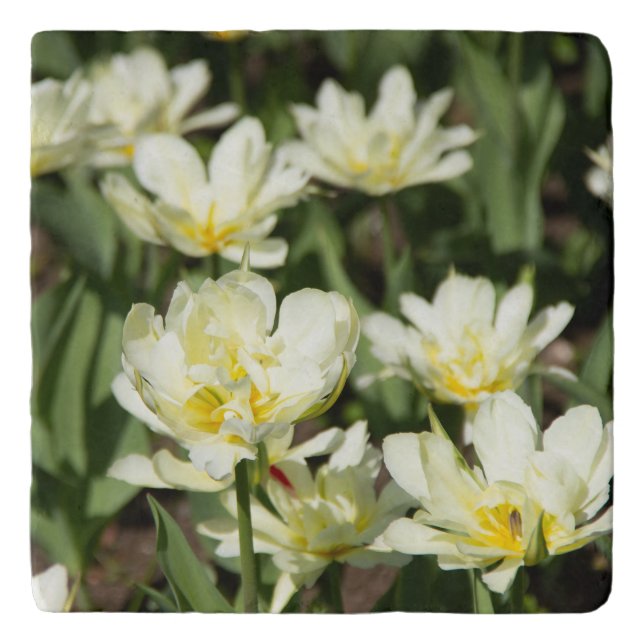 Field of white tulips Photo Trivet (Front)