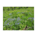 Field of Wildflowers at Mount Rainier Postcard