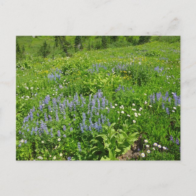 Field of Wildflowers at Mount Rainier Postcard (Front)