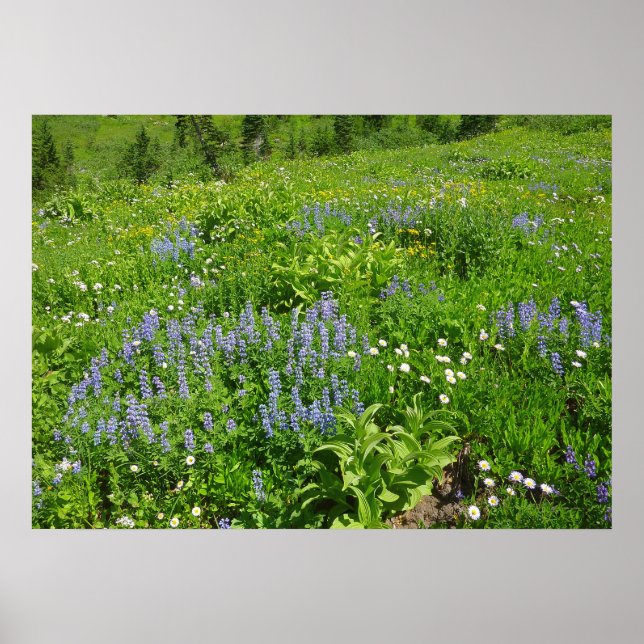 Field of Wildflowers at Mount Rainier Poster (Front)