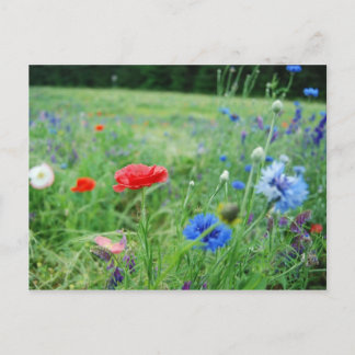 field of wildflowers postcard