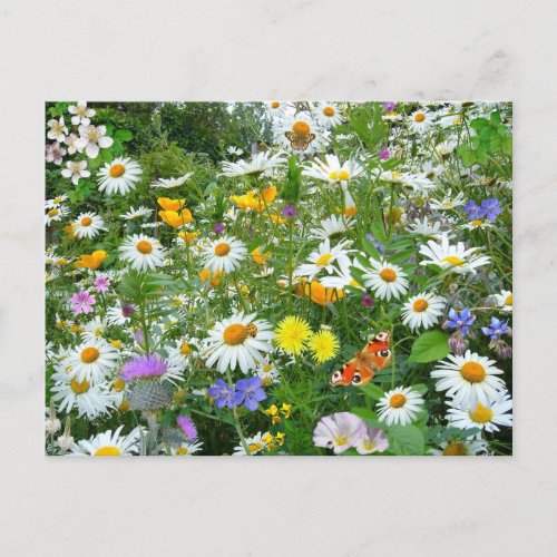 Field of Wildflowers Postcard