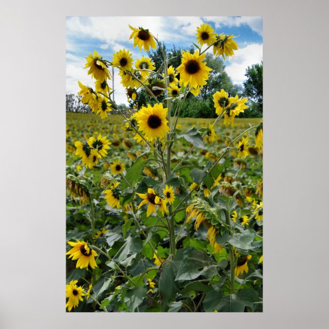 Field of Wildflowers Poster (Front)