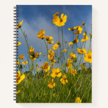 Field of Yellow Flowers