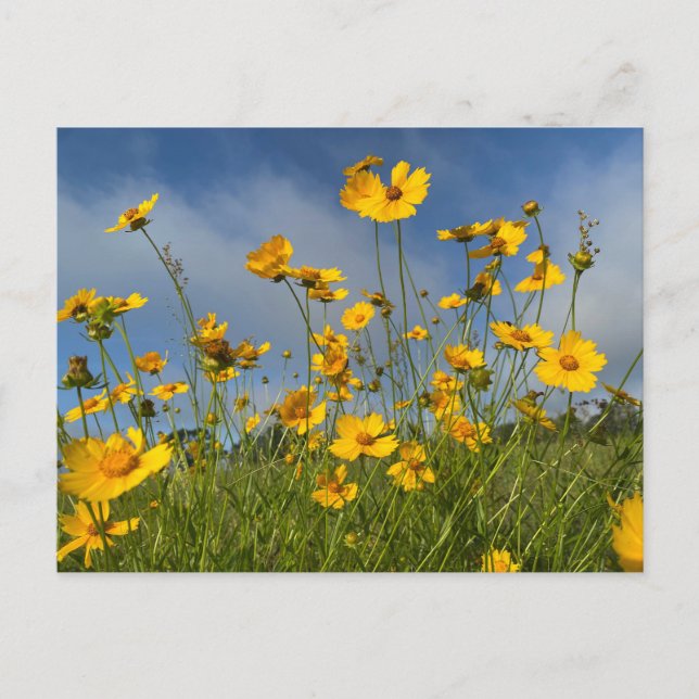 Field of Yellow Flowers Postcard (Front)