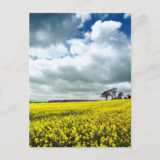 Field of yellow postcard