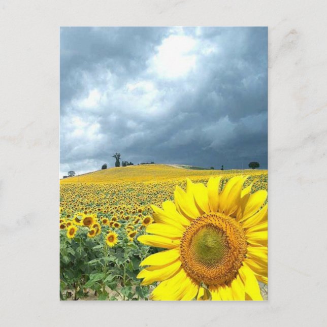 Field of yellow postcard (Front)