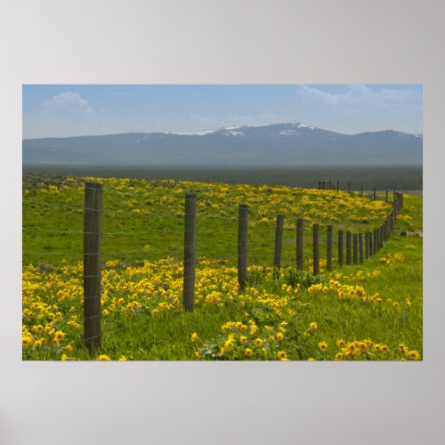 Field of Yellow Sunflowers and Mountains Poster