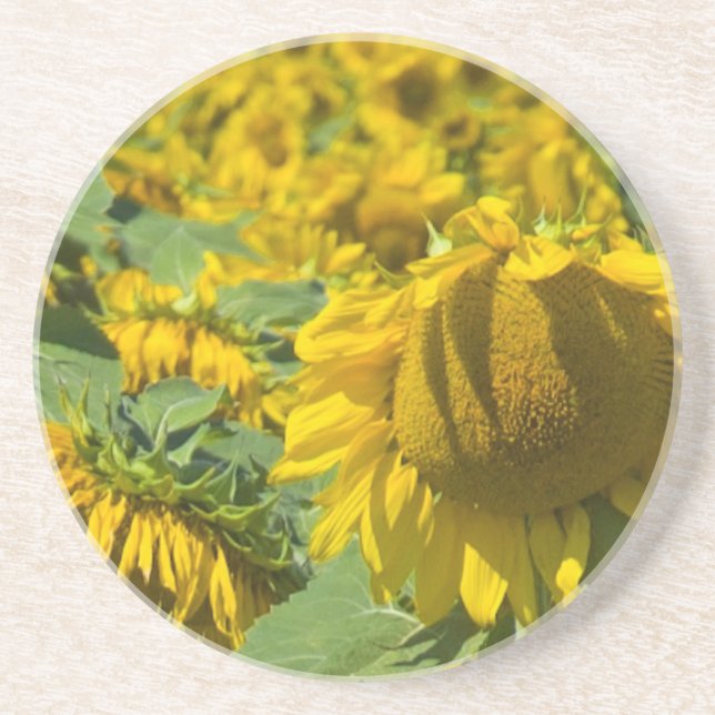 Field of Yellow Sunflowers Sandstone Coaster (Front)