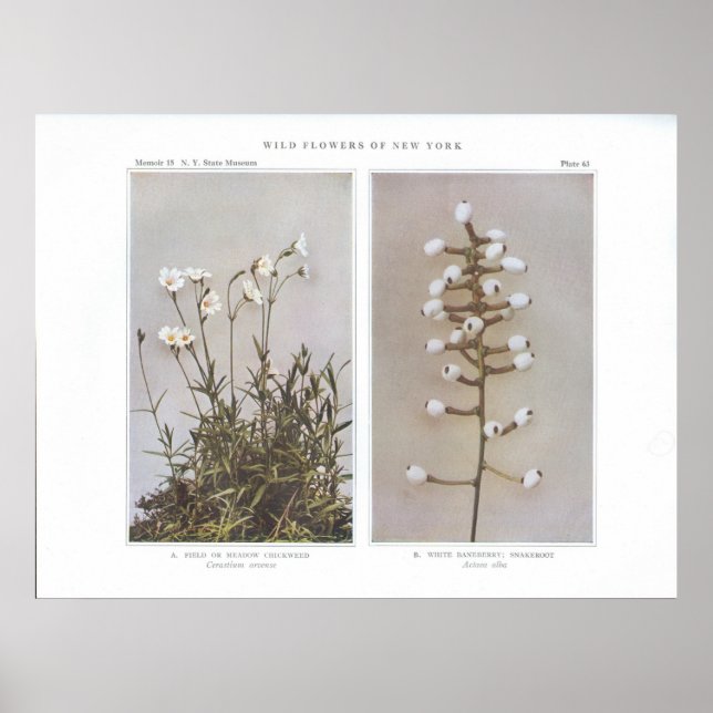 Field or Meadow Chickweed - Cerastium arvense Poster (Front)