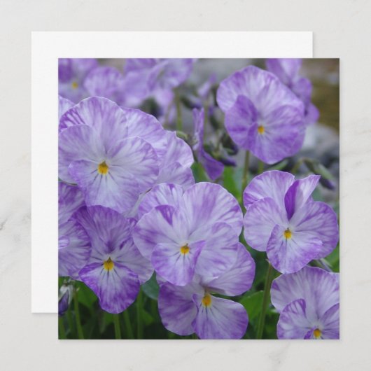 Field Pansies (Front/Back)