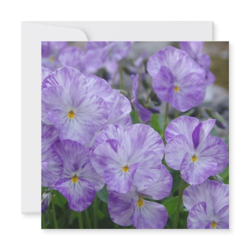 Field Pansies