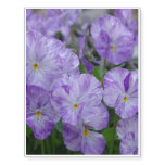 Field Pansies Temporary Tattoos