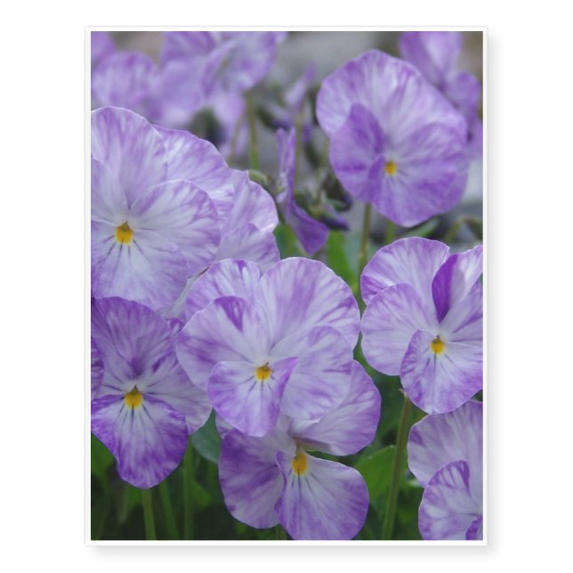 Field Pansies Temporary Tattoos (Front)