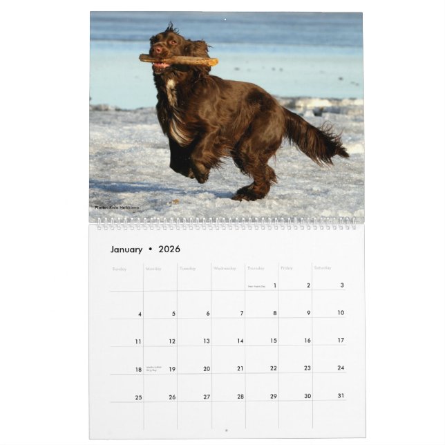 Field Spaniel Wall Calendar (Jan 2026)